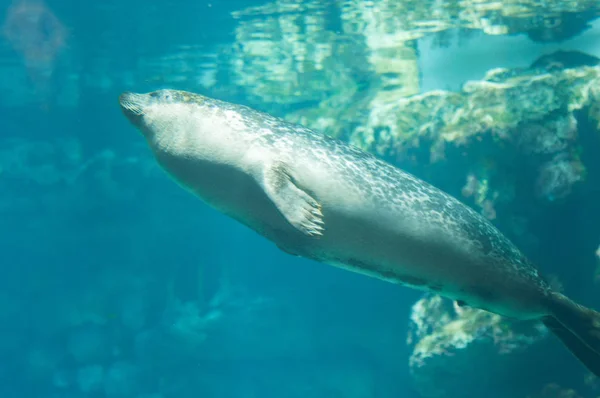 Zegel van vis in het water — Stockfoto