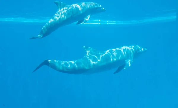 Gyönyörű delfin a vízben — Stock Fotó