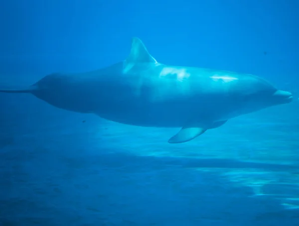 Gyönyörű delfin a vízben — Stock Fotó