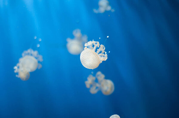 Group of small white jellyfish
