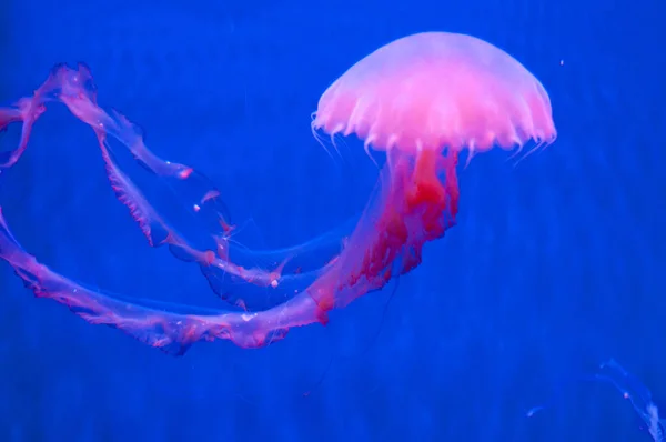 Su güzel pembe denizanası