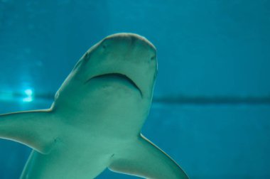 su güzel ve tehlikeli köpek balığı