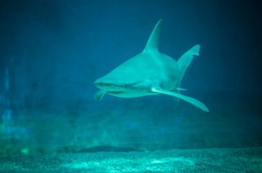 su güzel ve tehlikeli köpek balığı