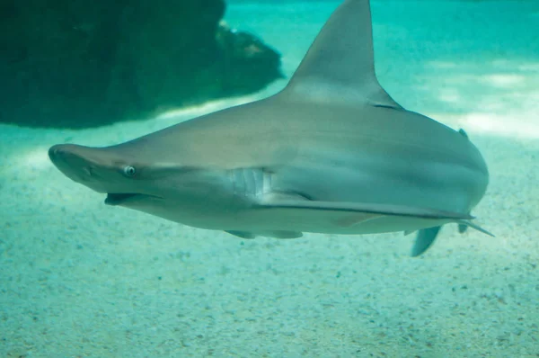 Vackra och farliga hajar i vattnet — Stockfoto