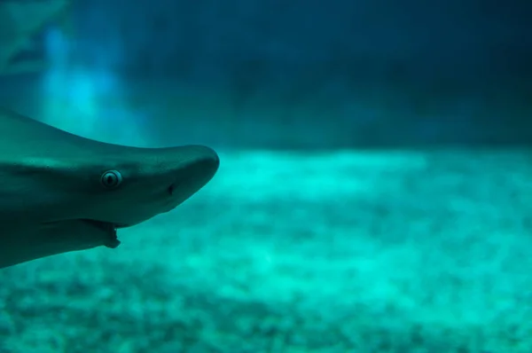 Mooie en gevaarlijke haai in het water — Stockfoto