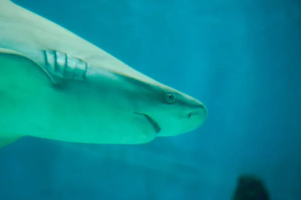 Mooie en gevaarlijke haai in het water — Stockfoto