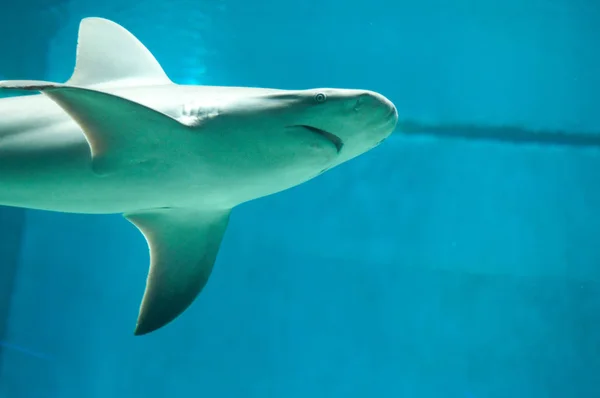 Mooie en gevaarlijke haai in het water — Stockfoto