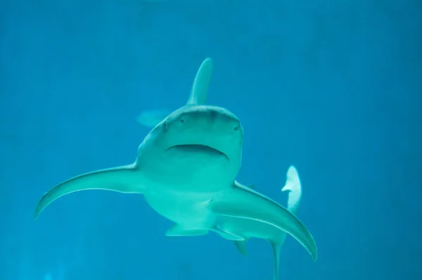Gyönyörű és veszélyes cápa a vízben — Stock Fotó