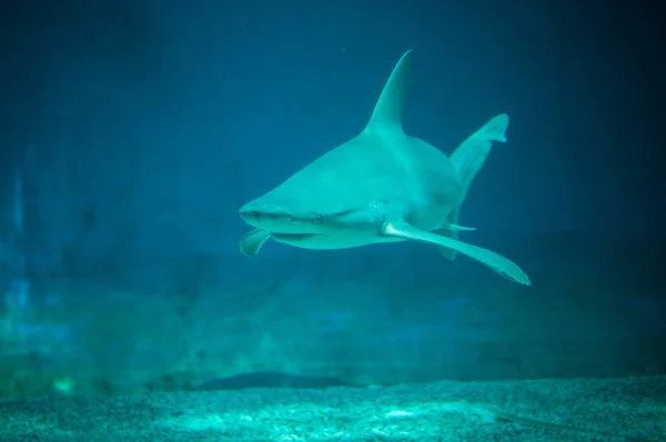 Tiburón hermoso y peligroso en el agua Imágenes de stock libres de derechos