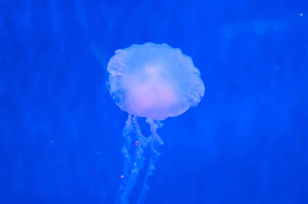 Beautiful natural jellyfish in water — Stock Photo, Image