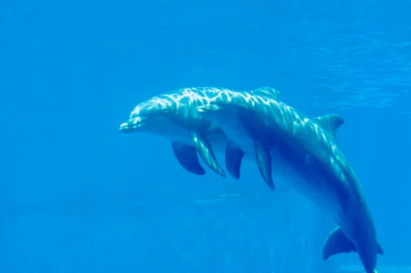 Beautiful and lovely dolphins in swimming pool — Stock Photo, Image