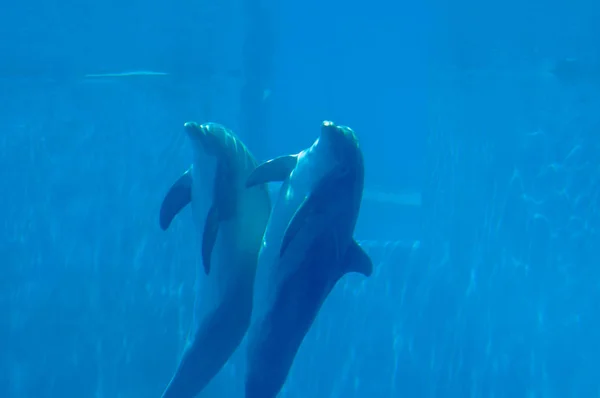 Prachtige en mooie dolfijnen in zwembad — Stockfoto