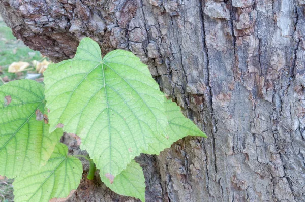 Hoja verde natualr hasta un árbol — Foto de Stock