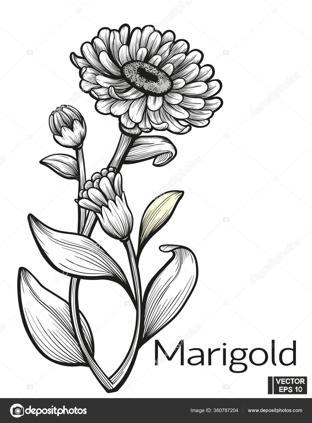 Flor De Cempasuchilストックベクター ロイヤリティフリーflor De Cempasuchilイラスト ページ 10 Depositphotos