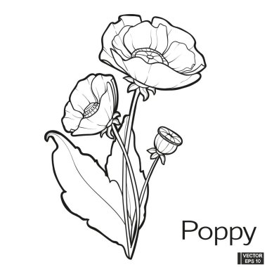 Vektör çizimi. Haşhaş çiçekli el klasik tarzda çizer. Beyaz arka planda siyah beyaz klipsli sanat. Çiçek açan çayır çiçekleri mürekkep stili.