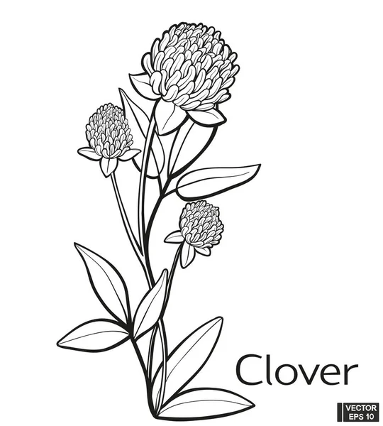 Векторная Иллюстрация Клевер Цветок Руки Рисовать Винтажный Стиль Черно Белый — стоковый вектор