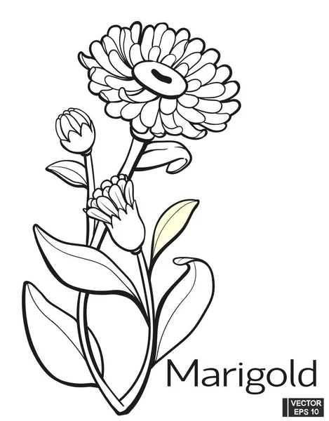 Flor De Cempasuchilストックベクター ロイヤリティフリーflor De Cempasuchilイラスト ページ 10 Depositphotos