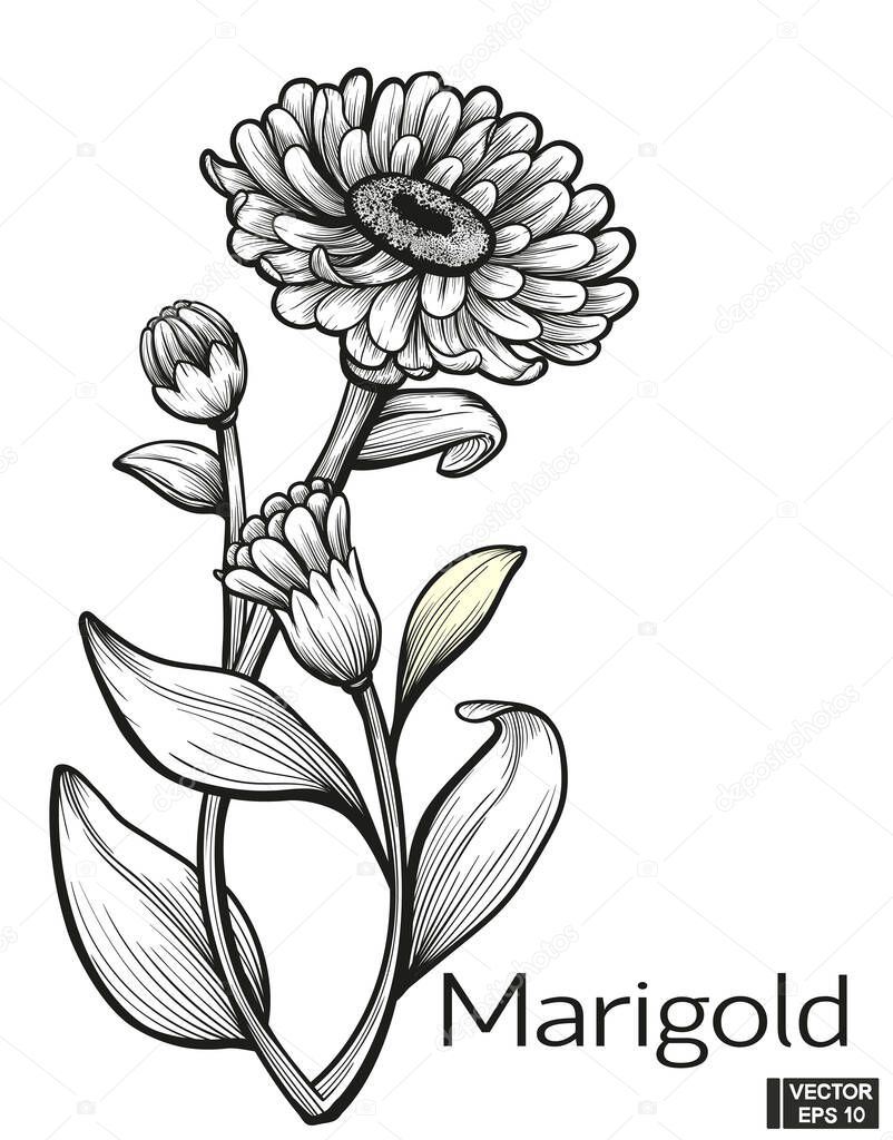 Vector illustration. Marigold flower hand draw vintage style. Black and white clip art isolated on white background. Blossom meadow flowers ink stile.