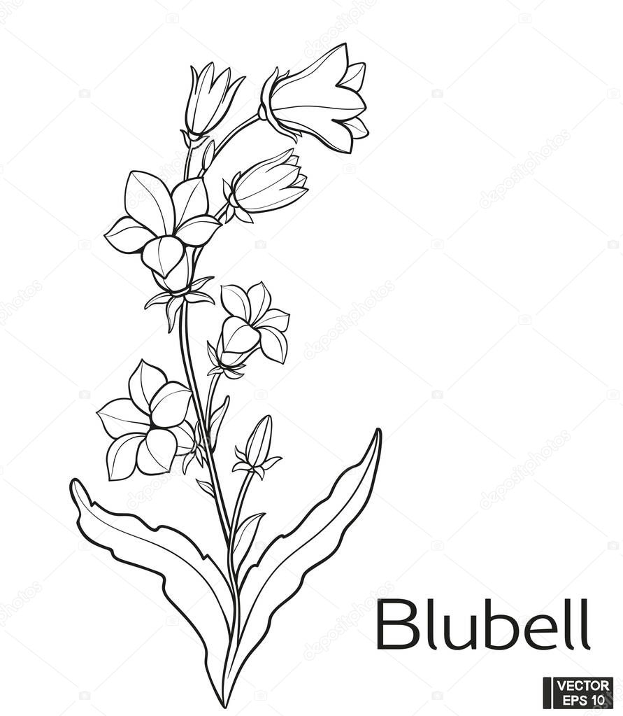 Vector illustration. Blubell flower hand draw vintage style. Black and white clip art isolated on white background. Blossom meadow flowers ink stile.
