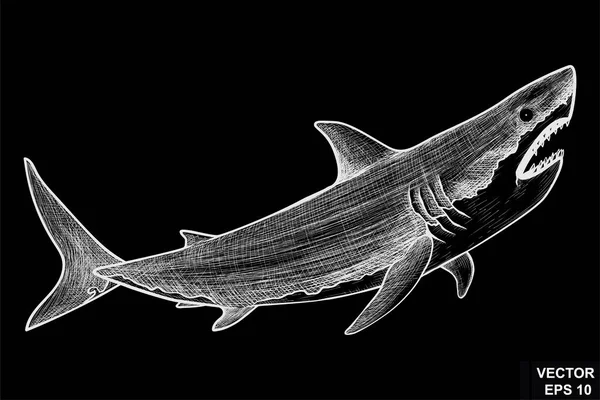 Акула Рыбу Доске Мелом Скетч Вашего Дизайна — стоковый вектор