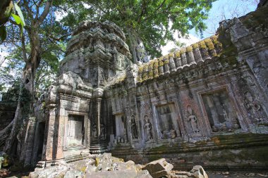 Angkor wat ile ağaç