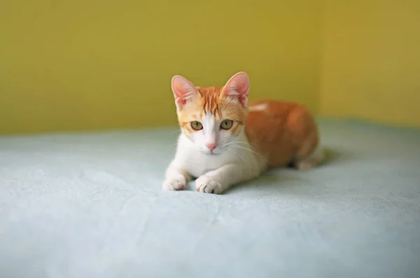 姜斑猫卧 — 图库照片
