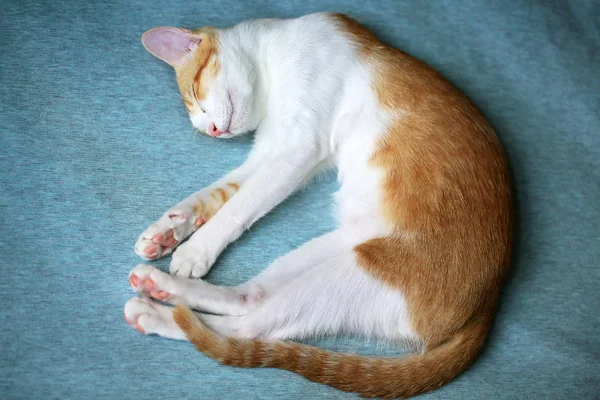 Ginger cat djup sömn på sängen — Stockfoto