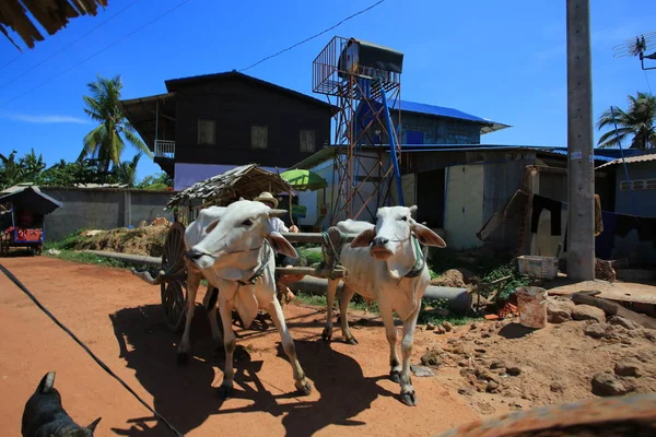 Lokalnej wioski transportu przez krowy, trekking w Kambodży wieś — Zdjęcie stockowe