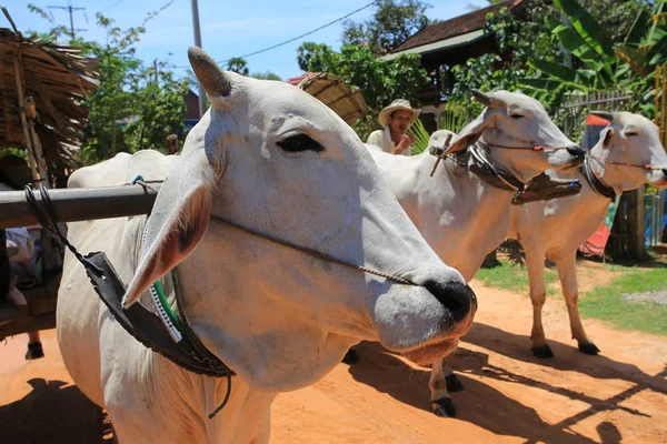 Local village transport by cow trekking  in cambodia village — Stock Photo, Image