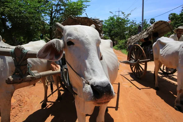 Local village transport by cow trekking  in cambodia village — Stock Photo, Image