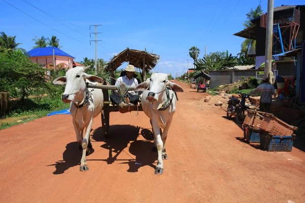 Lokalnej wioski transportu przez krowy, trekking w Kambodży wieś — Zdjęcie stockowe