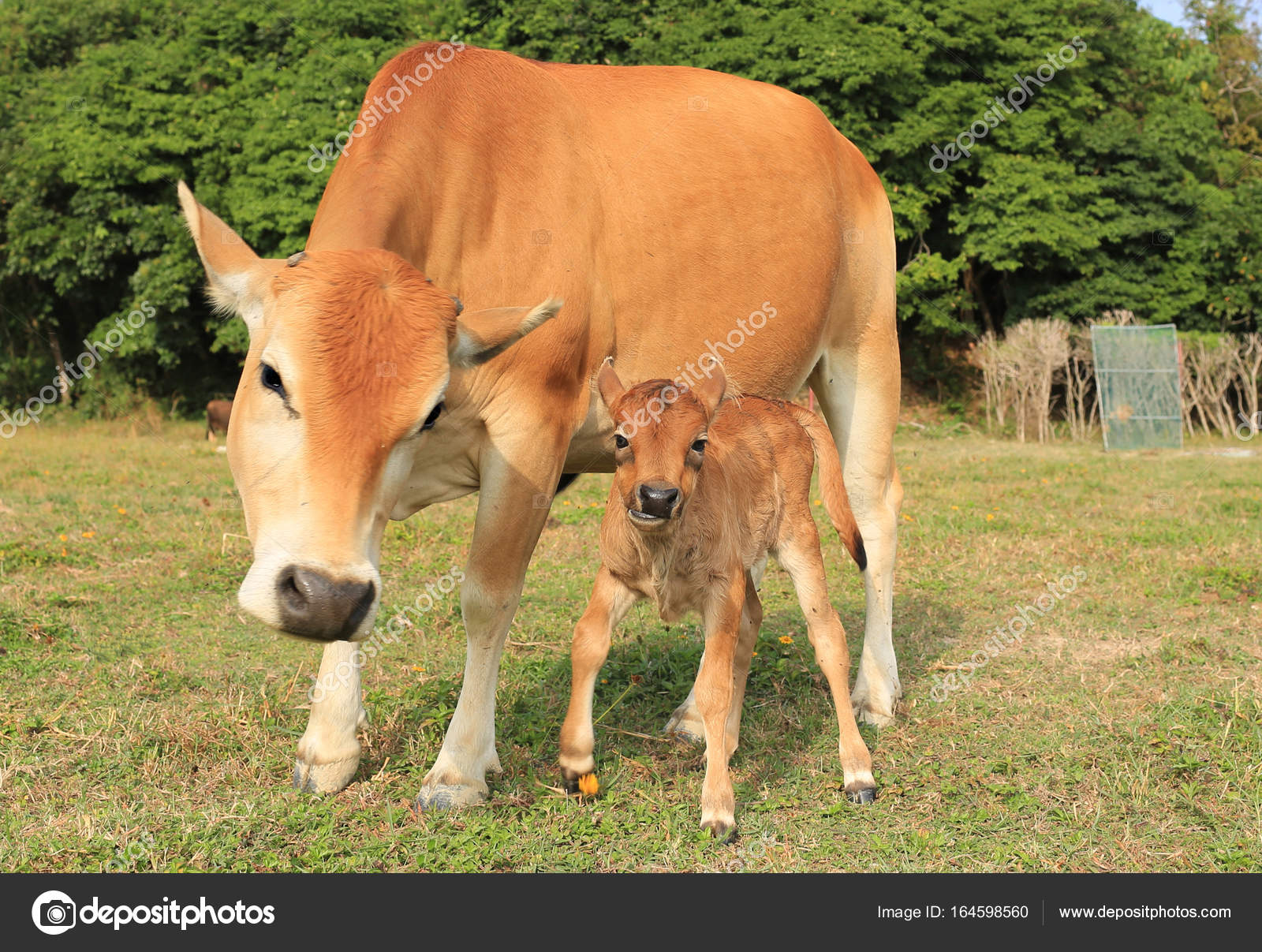 Mother Cow With Her Baby Stock Photo By lewistse 164598560 mother-cow-with-her-baby-stock-photo-by-lewistse-164598560