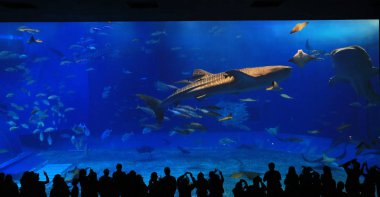  balina köpekbalıkları akvaryum