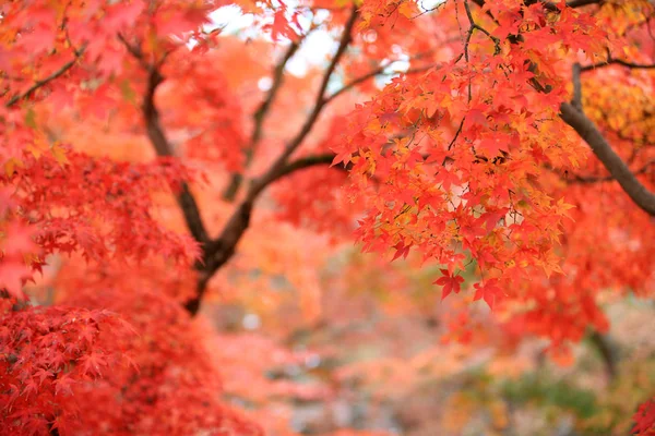 Autumn maple leaves in kyoto — Stock Photo, Image
