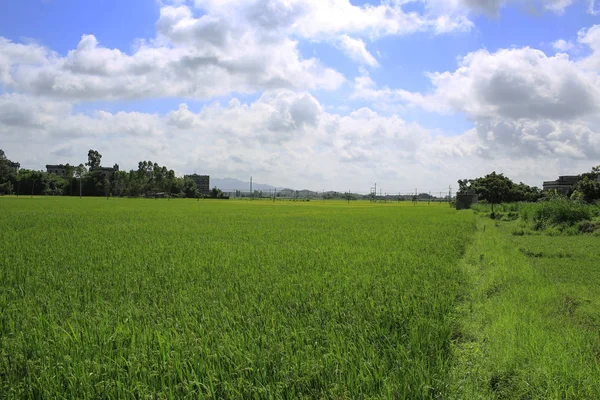 Agricole en Guangdong — Photo