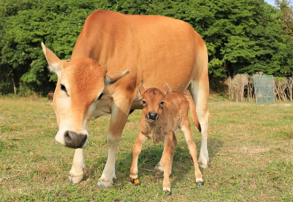 Mother cow with her baby — Stock Photo, Image