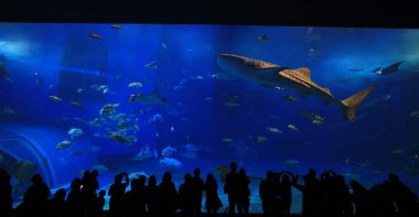  balina köpekbalıkları akvaryum