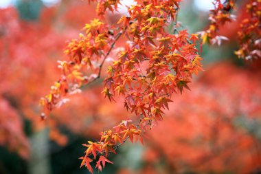 Japonya kyoto, seyahat görüntü, sonbahar yaprakları