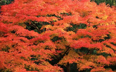 Kyoto, Japonya'nın sonbahar yaprakları