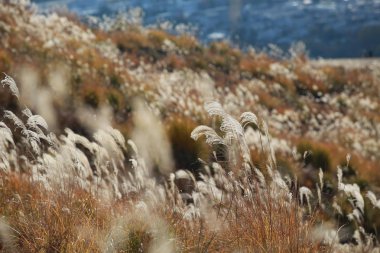 Japonya Nara tepe üzerinde kışın uzun büyüyen çimen