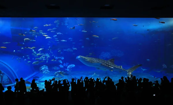 Walhaie im Aquarium — Stockfoto