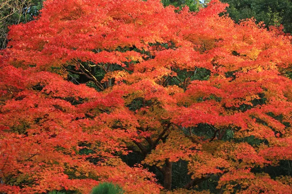 Folhas de outono no japão em kyoto — Fotografia de Stock