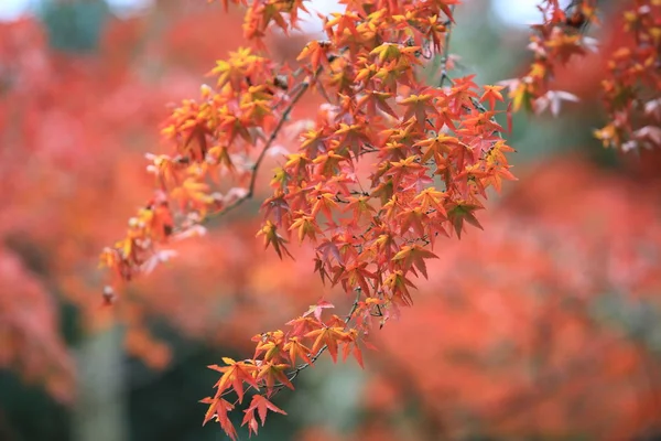 Kyoto, Japonya'nın sonbahar yaprakları