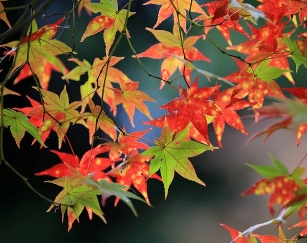 Осенние листья в Японии в Киото — стоковое фото