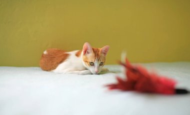 Tease sopa oynayan kedi