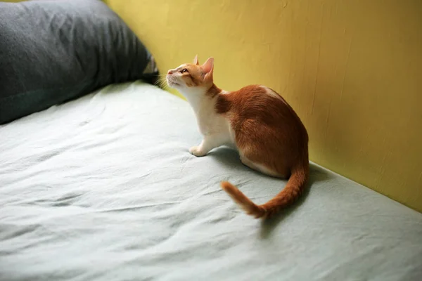 Jengibre gato jugando en la cama —  Fotos de Stock