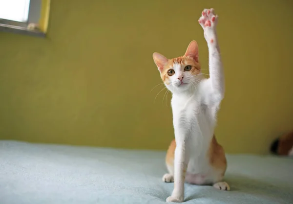 Kat spelen hand omhoog — Stockfoto