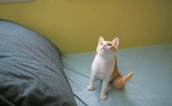 Gatto rossiccio che gioca sul letto — Foto Stock