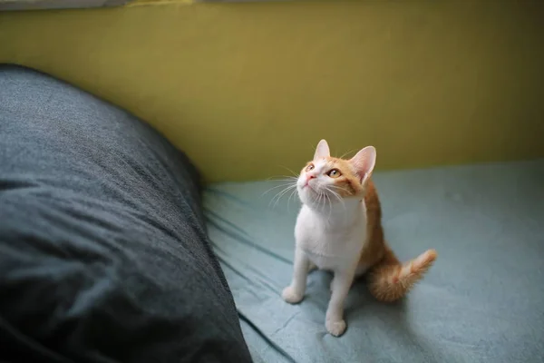 Gember kat spelen op het bed — Stockfoto