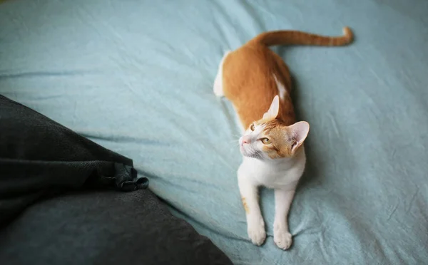 Ginger cat spela på sängen — Stockfoto